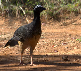 Bare-faced Curassow by BrunoDidi