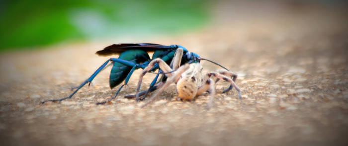 Tarantula Hawk Wasp