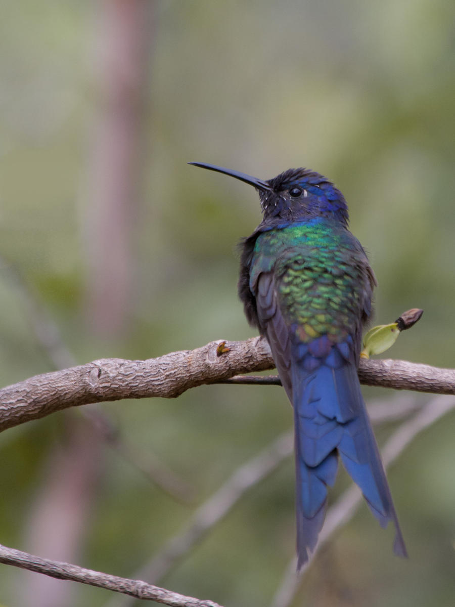 Swallow-tailed Hummingbird