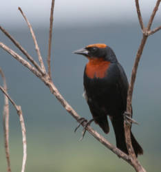 Chestnut-capped Blackbird by BrunoDidi