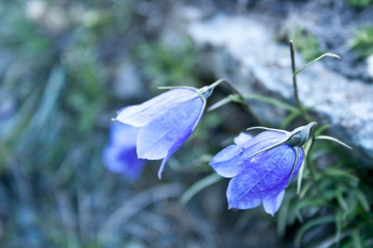 Blue Flower