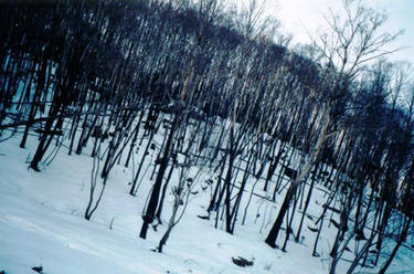 Snow after Fire