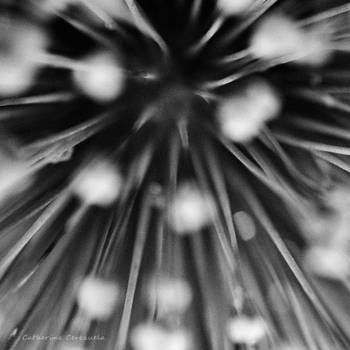 Transition by Fant0me