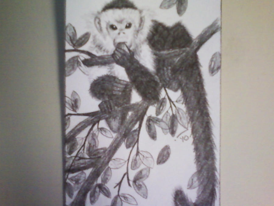 Spider Monkey Deviantart Spider Monkey by SCITZ on DeviantArt
