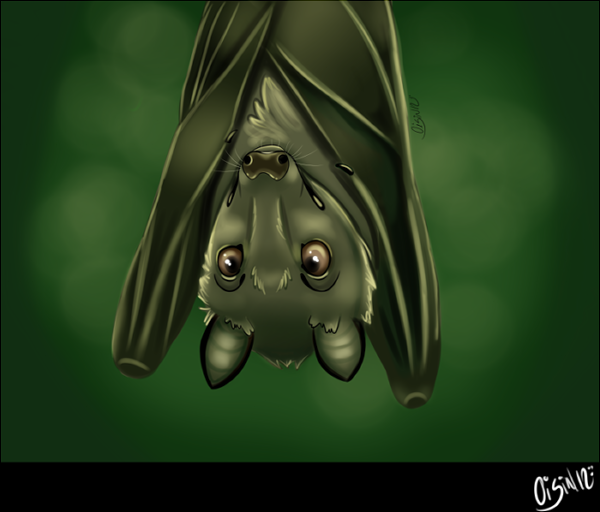 Flying Fox