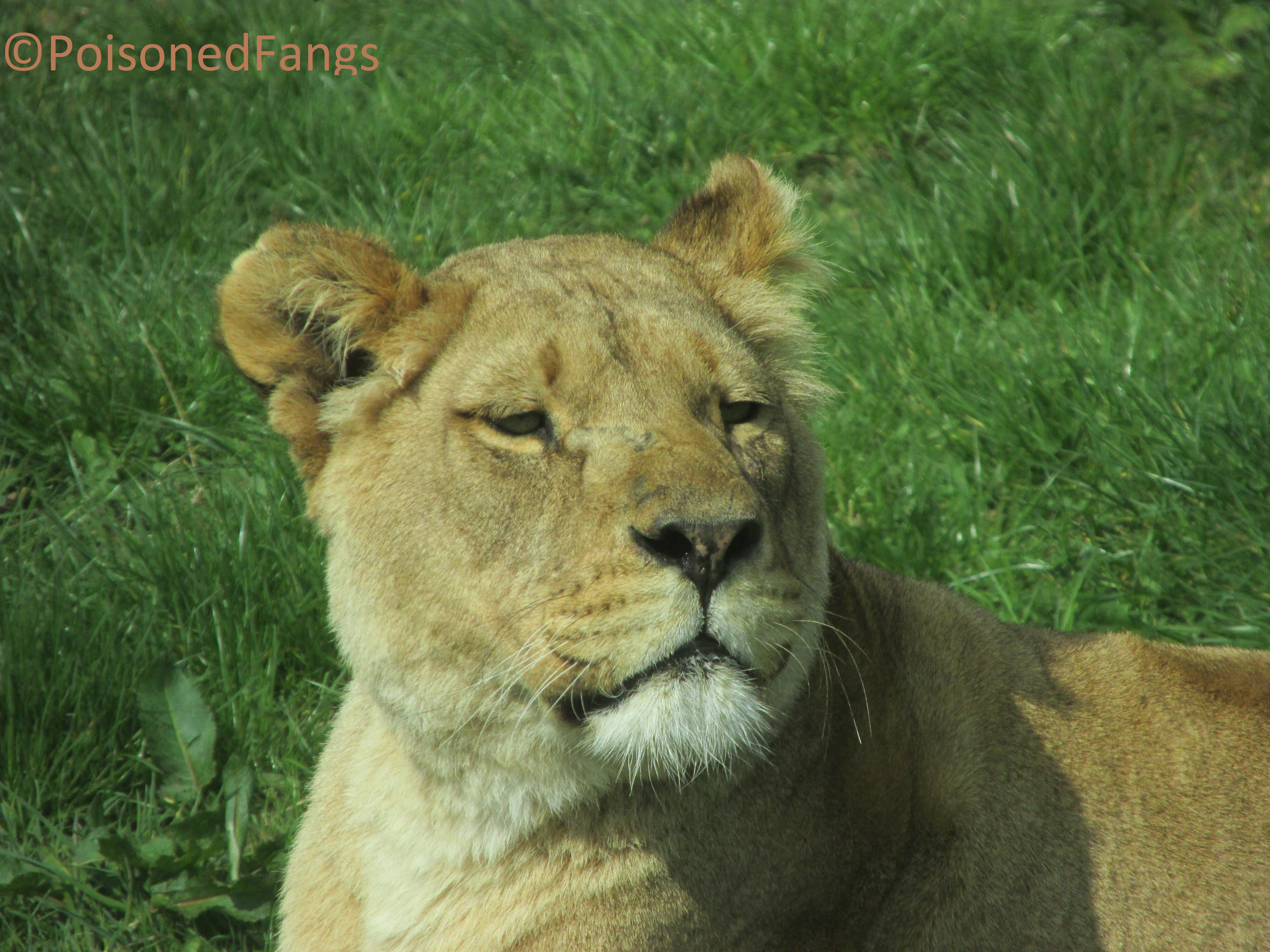 Beautiful Lioness