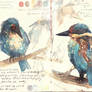Kingfisher sketches