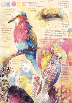 Bird studies #2