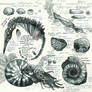 Sketchbook - Fossils #1