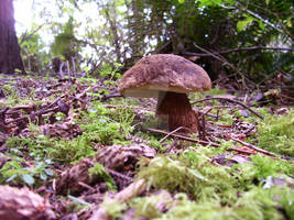 Wooded Fungus