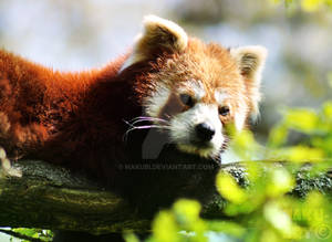 Redpanda