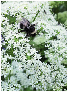 WhiteBumblebee