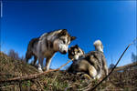 Alaskan Malamute by Fotoankh