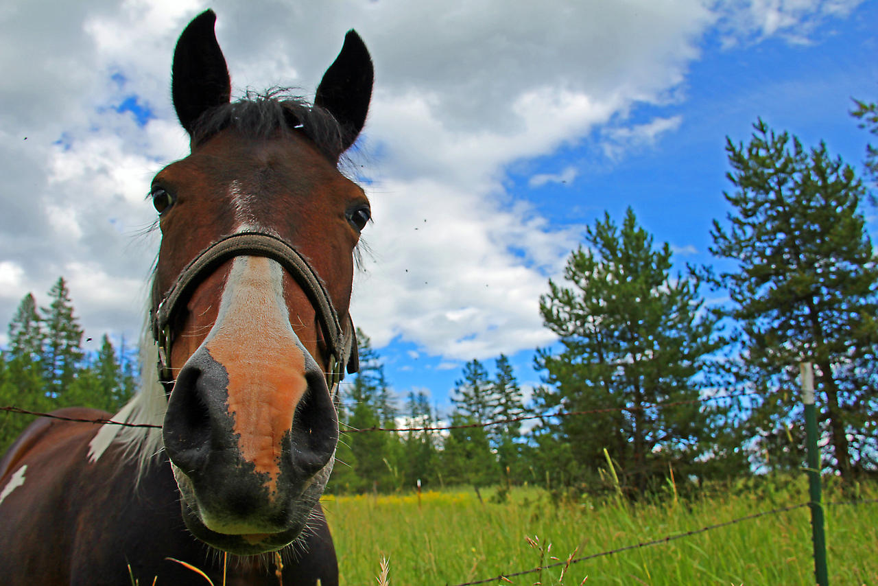 Why the Long Face?