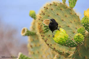 Darwin Cactus Finch