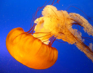 jellyfish 1