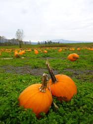 pumpkins everywhere 3