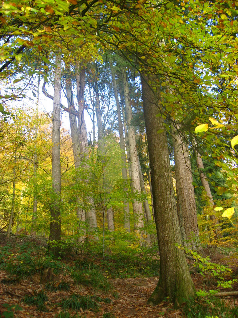 Diagonal Forest Diagonal trees by MorganBlue3 on DeviantArt