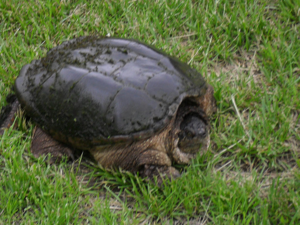 Snapping turtle by Teamlightningbolt on DeviantArt