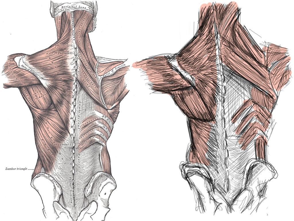 Human Back Inwards Human Back by Metross2 on DeviantArt