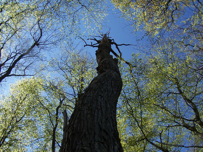 Old Oak Tree