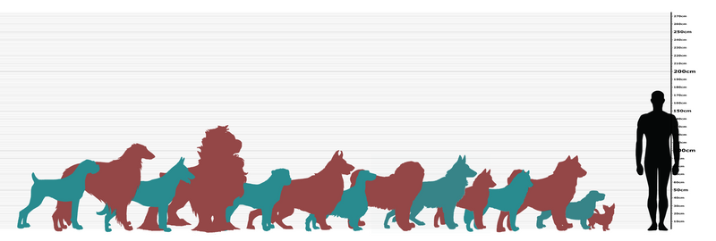 Dog Lineup