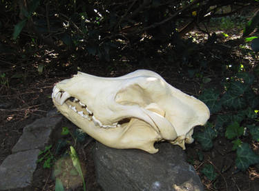 Great Dane skull