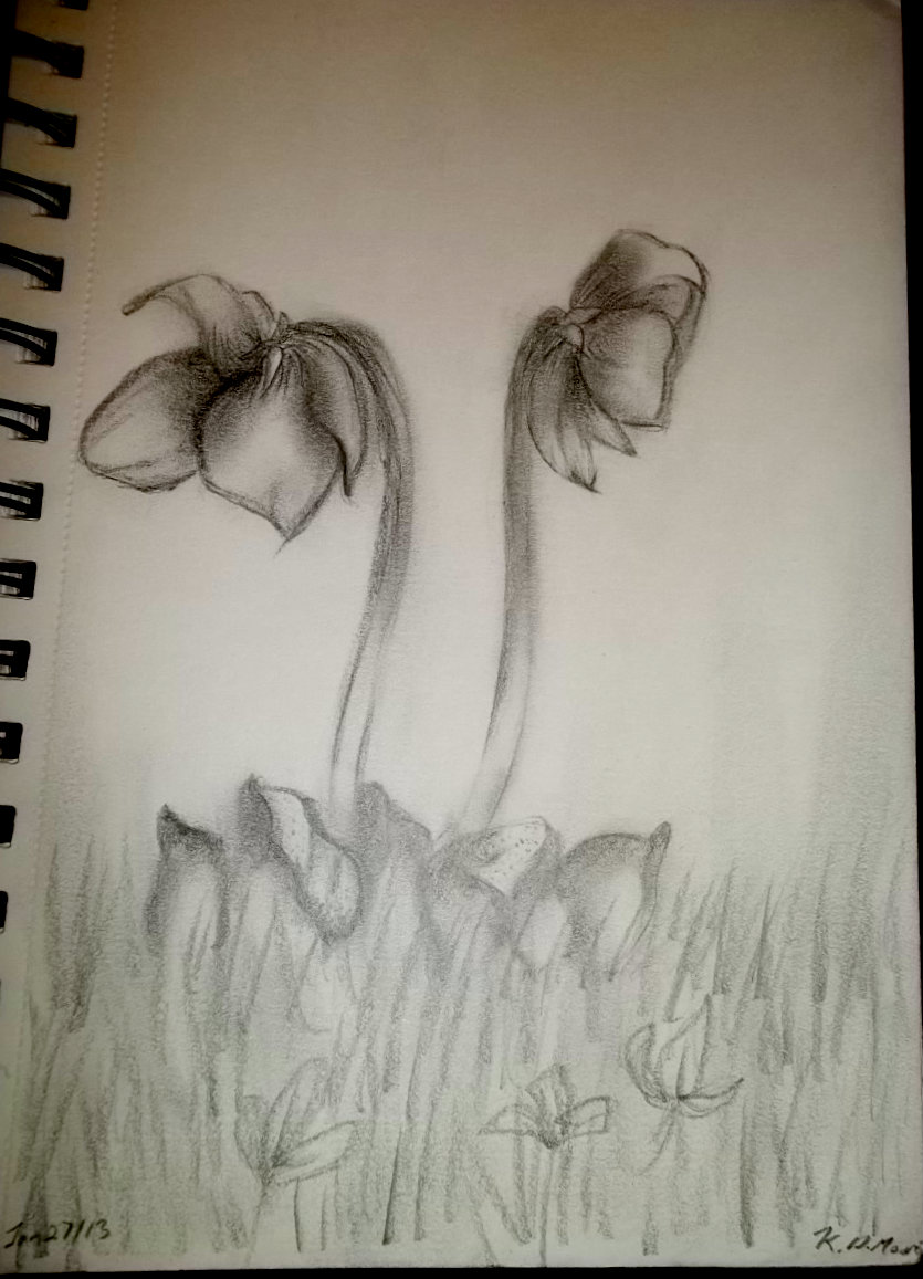 Pitcher Plant Sketch