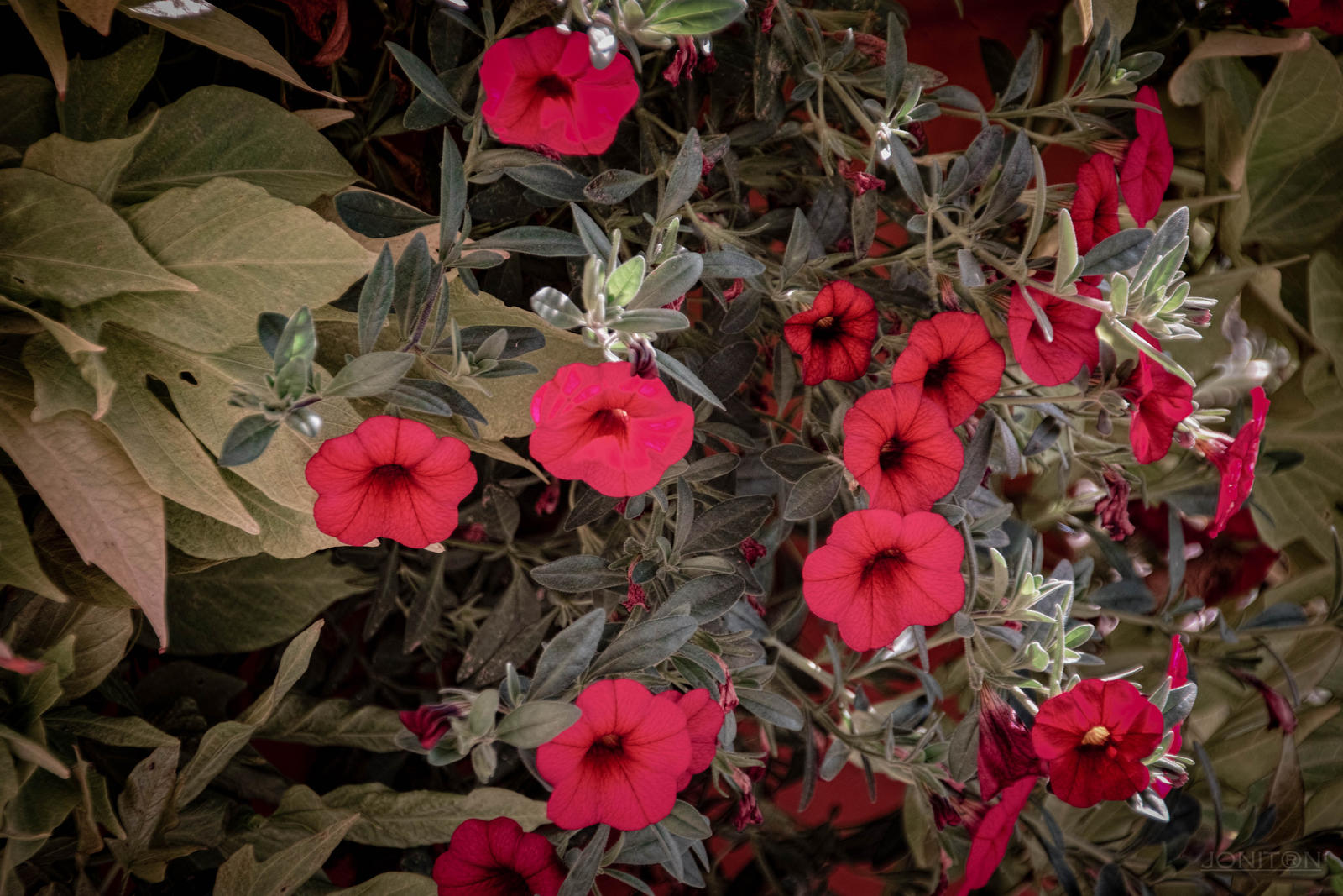 Autumn Red Sdim3686