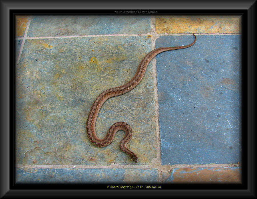 North American Brown Snake