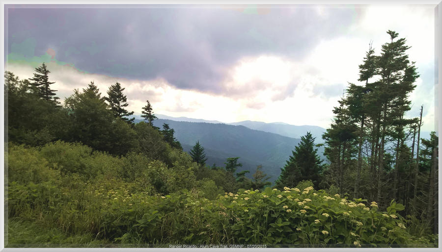 Filmy Angelica at Clingman's Dome