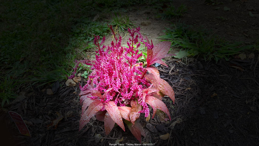 Dragon S Breath At Tarpley Manor By Slowdog294 On Deviantart Dragon S Breath At Tarpley Manor By Slowdog294 On Deviantart