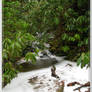 Icy Brook on West Prong Trail