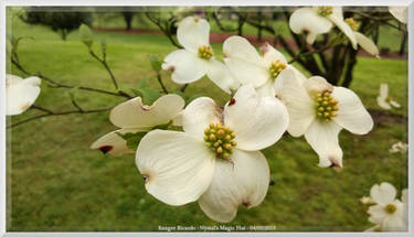 Nystal's Magic Dogwoods