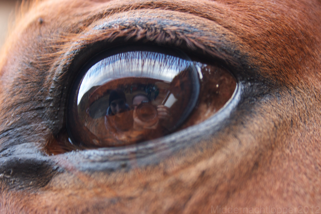 Ojo de caballo