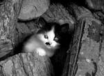 Cute Kitten by MissMinded