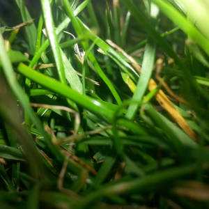 Grassss