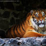 Photo Session with Tiger