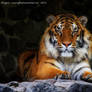Photo Session with Tiger 2