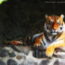 Photo Session with Tiger 6