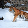 Snow tiger 2