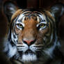 Portrait of a tigress 5