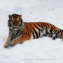 Tiger on the snow 3