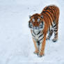 Tiger on the snow 7