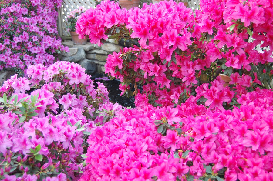 Pink Splendor by laureneverhart on DeviantArt