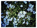 058 - forget-me-not by takemybones