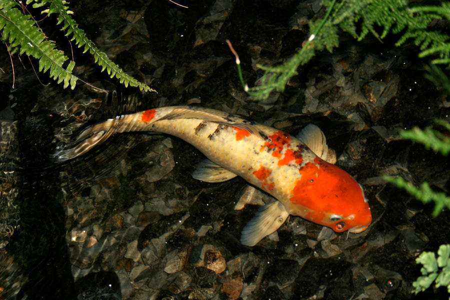 Koi