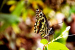 Butterfly by dreamer037