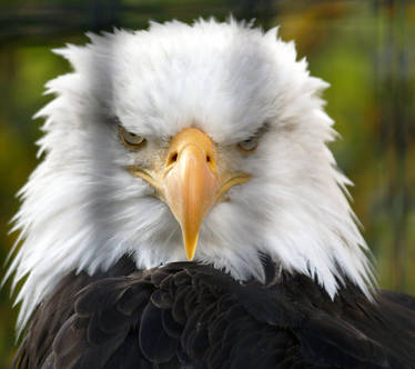 Angry bald Eagle