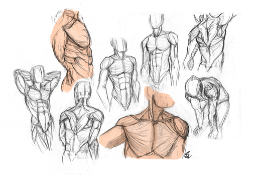 Anatomy - Male Torso